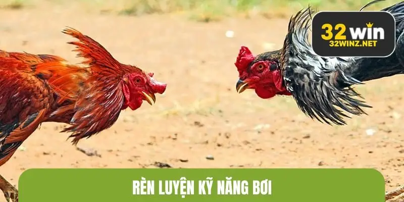 Kỹ năng bơi đặc biệt quan trọng trong cách huấn luyện gà đá giỏi
