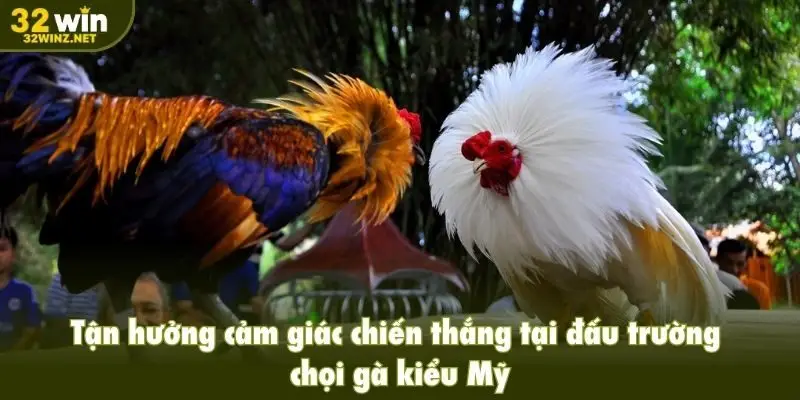 Tận hưởng cảm giác chiến thắng tại đấu trường chọi gà kiểu Mỹ