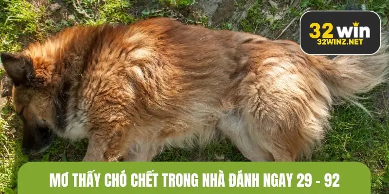 Mơ thấy chó chết trong nhà đánh ngay 29 - 92
